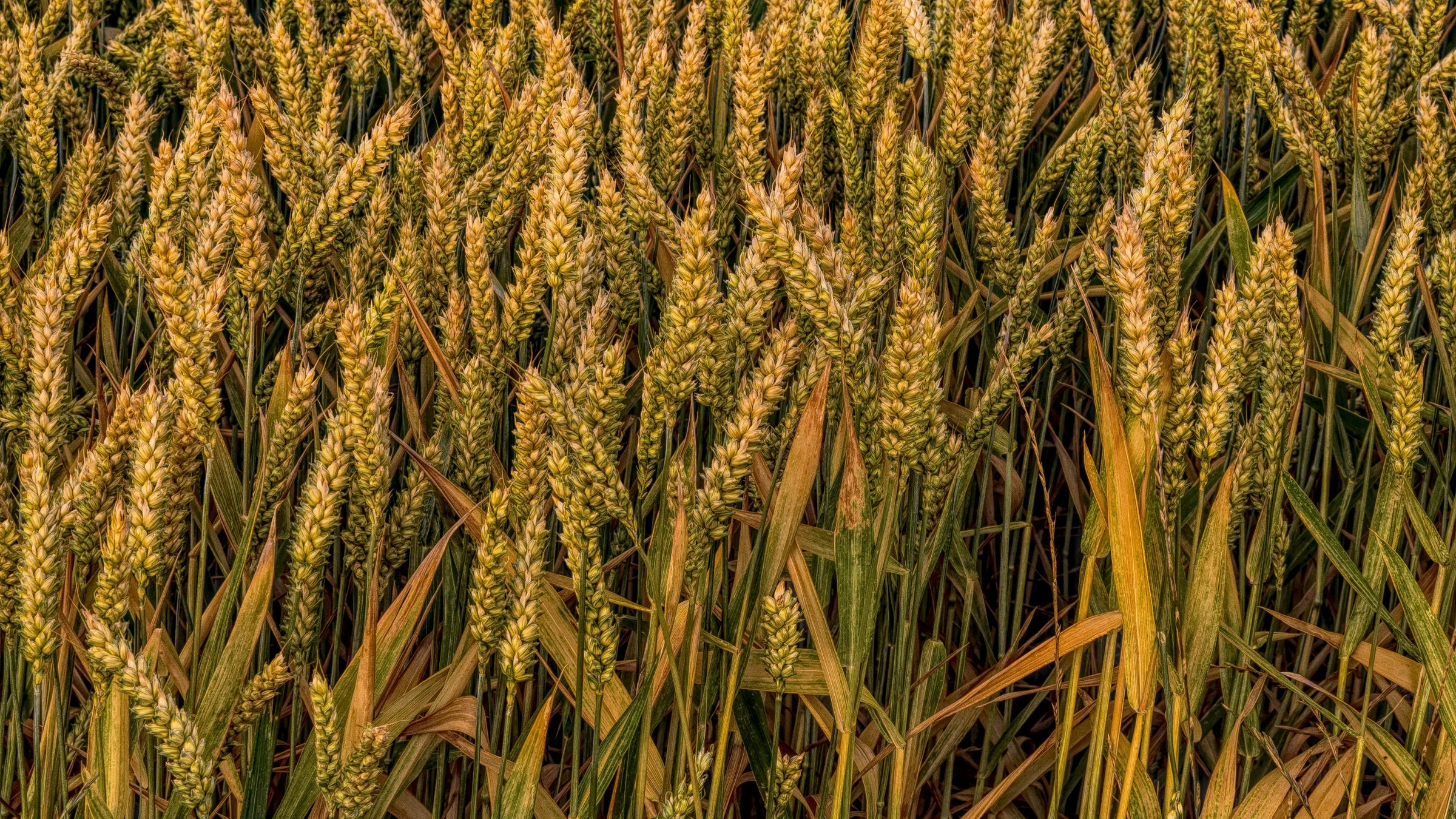 Heritage and heirloom pasta grains