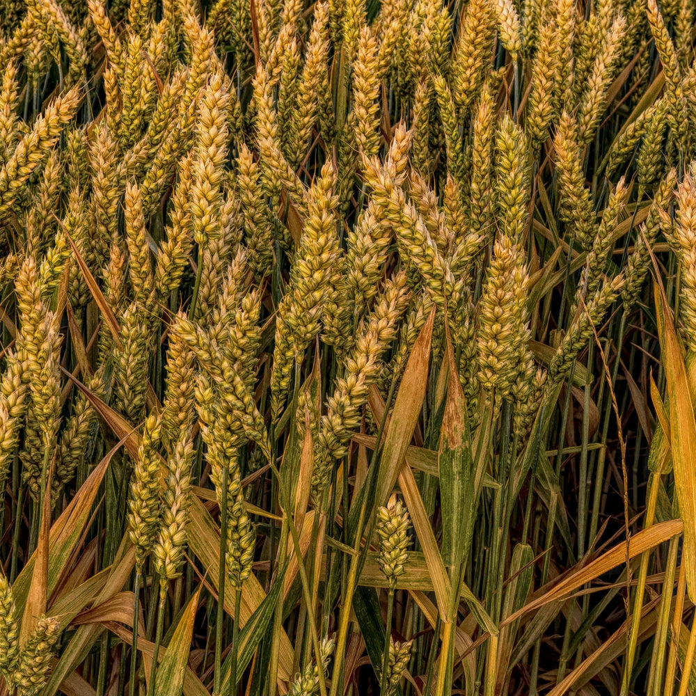 What Are Heritage and Heirloom Grains?